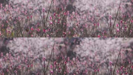 浙江磐安东川野樱花梅花自然风光空镜素材高清在线视频素材下载