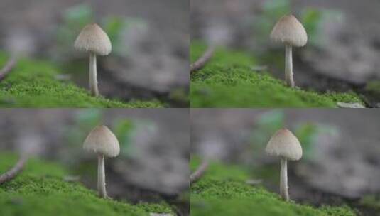 地上的小蘑菇高清在线视频素材下载