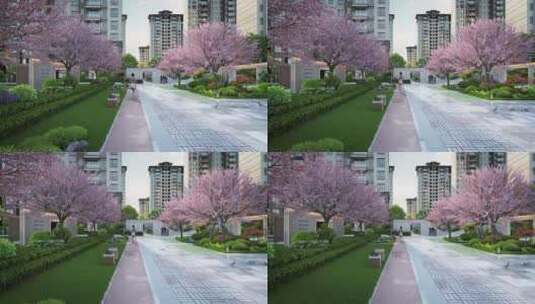 樱花树荫跑道园林景观三维动画高清在线视频素材下载