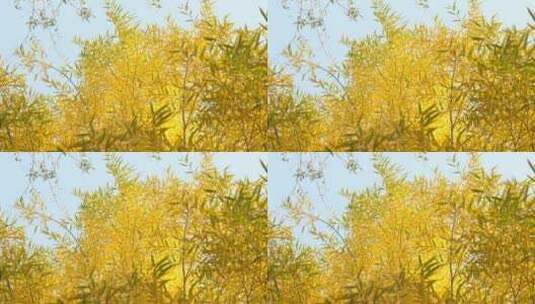 金黄树叶高清在线视频素材下载