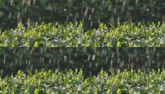 西湖龙井春雨春茶逆光雨滴升格唯美视频高清在线视频素材下载