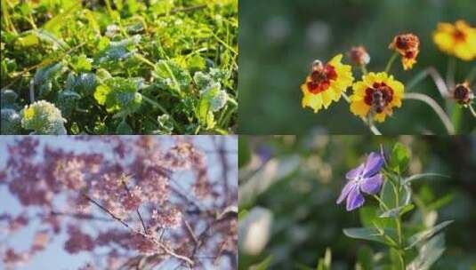 冰雪融化春暖花开合集高清在线视频素材下载