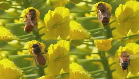 特写春天油菜花上的蜜蜂采蜜把头伸进花朵里高清在线视频素材下载