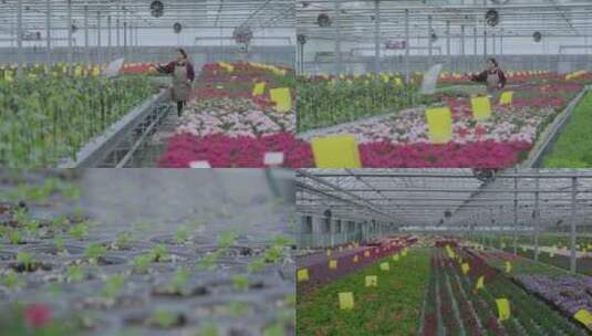 大棚花卉高清在线视频素材下载