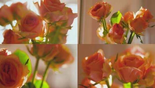 唯美室内粉色玫瑰花花朵4k视频素材高清在线视频素材下载