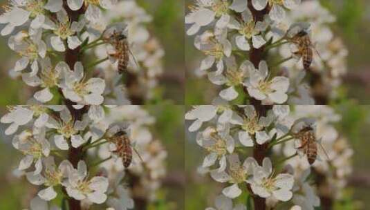 春暖花开蜜蜂采蜜特写高清在线视频素材下载
