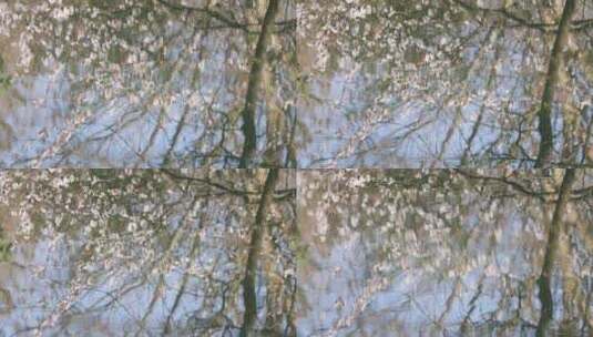 春天梨花樱花杏花盛开在水中倒影高清在线视频素材下载