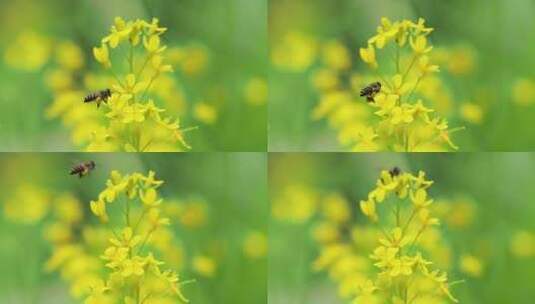 蜜蜂与油菜花高清在线视频素材下载