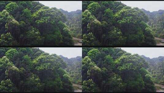 4k青山绿水森林高清在线视频素材下载
