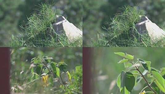 h一组岩石和树叶高清在线视频素材下载