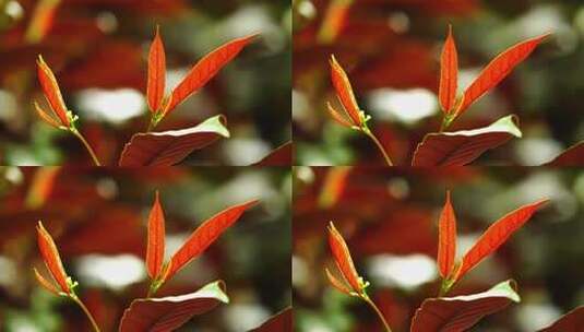 观叶植物红背桂花A高清在线视频素材下载