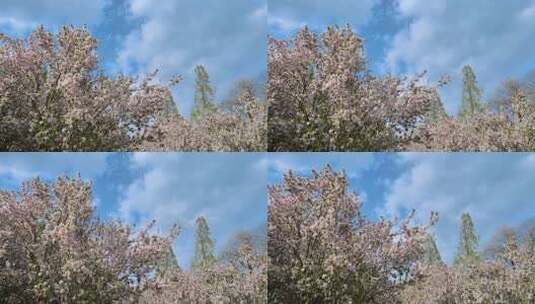 蓝天白云下盛开的海棠花高清在线视频素材下载