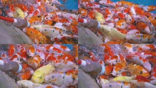 锦鲤 金鱼 鱼儿游高清在线视频素材下载