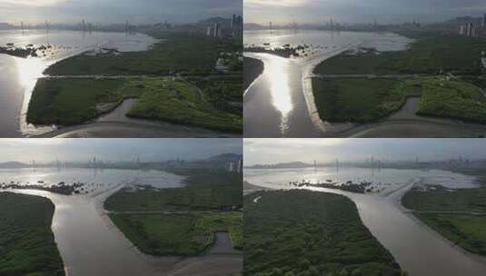 深圳湾红树林、深圳河出海口高清在线视频素材下载
