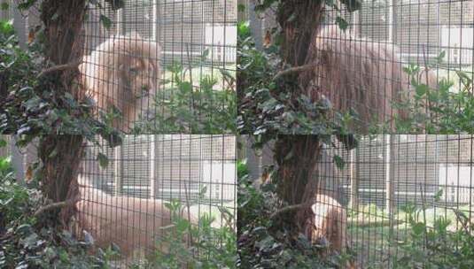 狮子 野生动物  自然保护区 自然高清在线视频素材下载