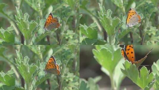 一只蝴蝶落在草叶上高清在线视频素材下载