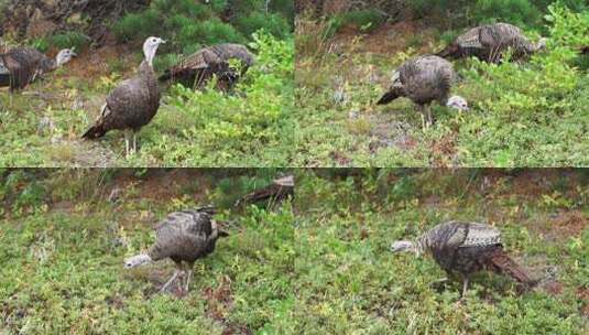 美国马萨诸塞州科德角种族点沙丘和树林中的野生火鸡高清在线视频素材下载