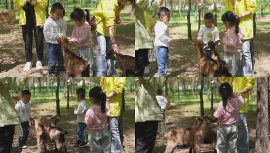 儿童喂养小动物高清在线视频素材下载