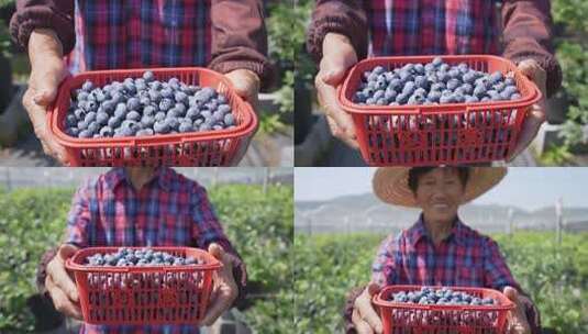 水果园采摘蓝莓高清在线视频素材下载