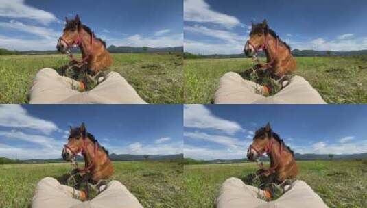 在草原和马躺着高清在线视频素材下载