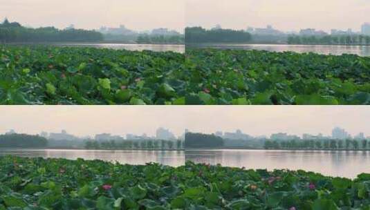 杭州西湖荷花4高清在线视频素材下载