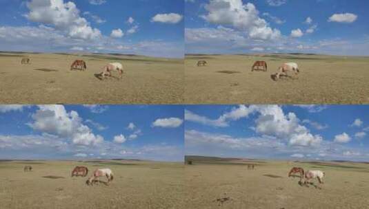 草原上的马儿高清在线视频素材下载