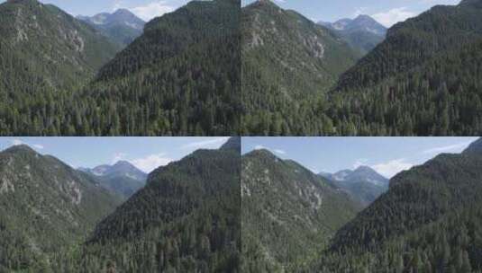 犹他州美国福克峡谷瓦萨奇山脉上的松树林高清在线视频素材下载