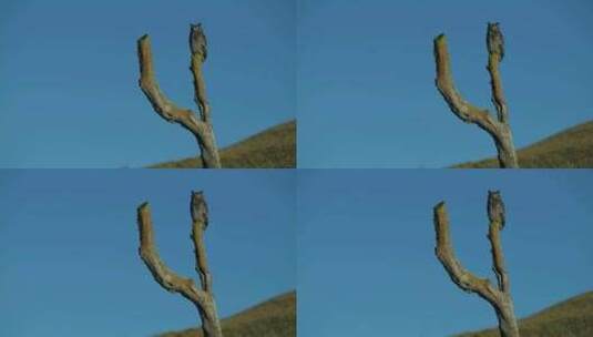 斑点猫头鹰高清在线视频素材下载