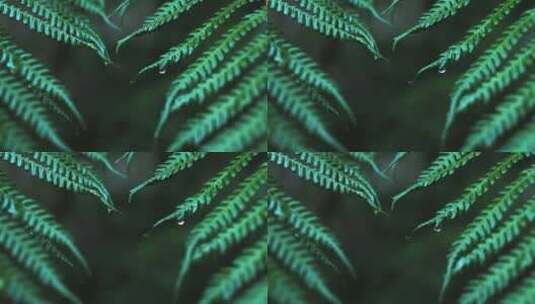 松树枝 叶子 微距高清在线视频素材下载