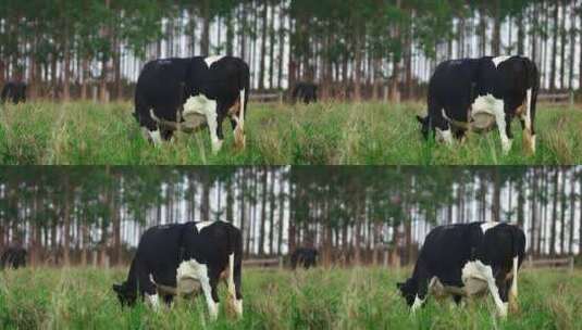 一头奶牛在田野里吃草高清在线视频素材下载
