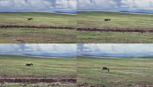 青海可可西里藏野驴野生动物实拍航拍视频高清在线视频素材下载