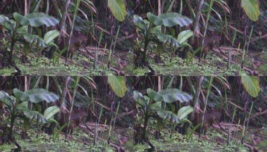 在热带雨林中吃的中美洲刺猬。高清在线视频素材下载