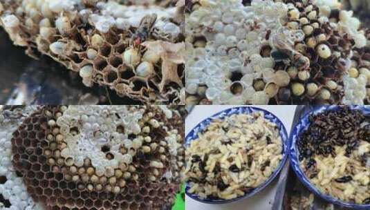 采摘野蜂蜂巢蜂窝美食高清在线视频素材下载