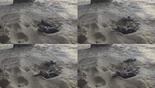 新生的绿海龟在沙滩上爬行到海洋高清在线视频素材下载