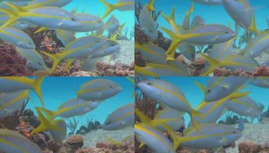 神奇海底世界小鱼群游动觅食高清在线视频素材下载