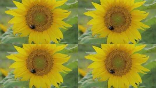 向日葵花瓣高清在线视频素材下载
