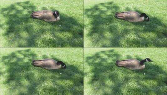 草地上休息的鸭子高清在线视频素材下载