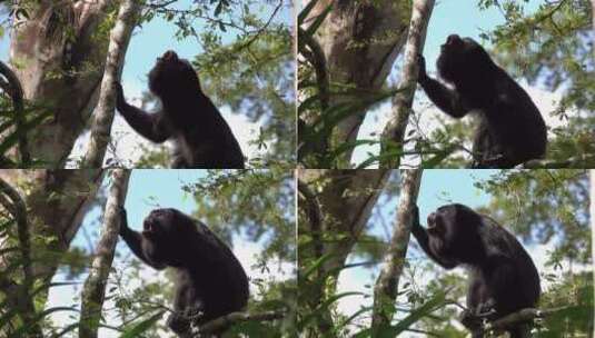 在树上吼叫的猴子高清在线视频素材下载