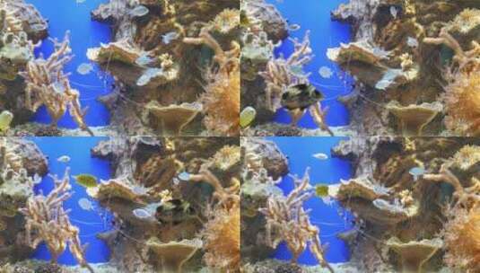 浅蓝色的鱼在水族馆游泳高清在线视频素材下载