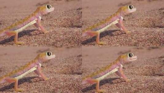 一只可爱的纳米比亚沙漠壁虎蜥蜴高清在线视频素材下载