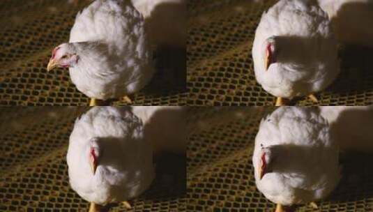 肉鸡白羽鸡的饲养 (8)高清在线视频素材下载