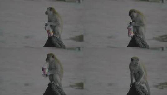 雨中拿着塑料瓶的猴子高清在线视频素材下载
