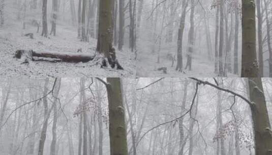 森林被白雪覆盖的树木高清在线视频素材下载