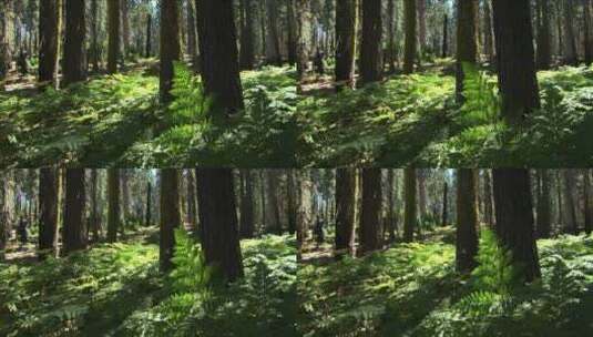 蕨类植物生长在森林里高清在线视频素材下载