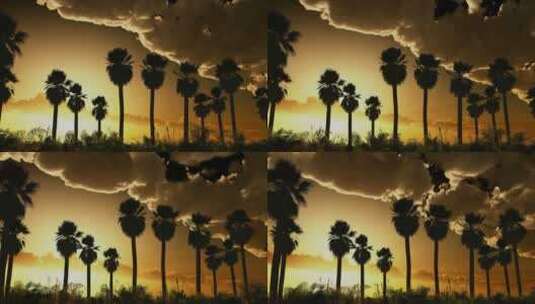 棕榈树在日落和云的延时高清在线视频素材下载