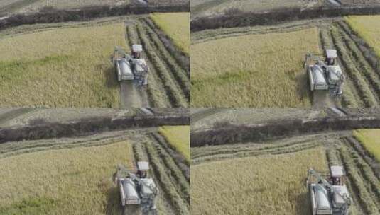 航拍联合收割机机械化收割稻谷高清在线视频素材下载