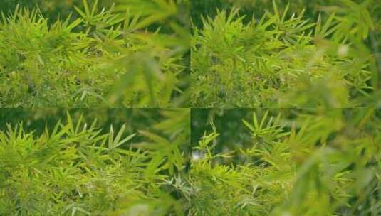1080p-在竹林里绿色的竹子高清在线视频素材下载
