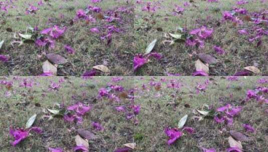 雨后散落的花瓣高清在线视频素材下载