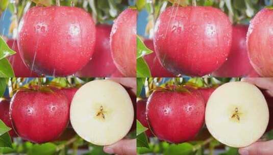 新鲜红富士苹果高清在线视频素材下载