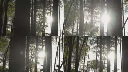 竹林中的阳光高清在线视频素材下载